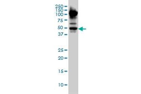 MYCN antibody  (AA 1-100)