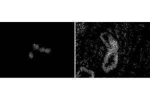 Chd5 antibody (mAb) (Clone 5A10) tested by immunofluorescence. (CHD5 antibody  (C-Term))