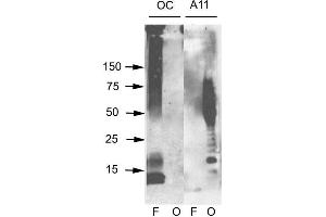 Western blot analysis of Human Abeta42 fibrils and prefibrillar oligomers showing detection of Amyloid Fibrils (OC) protein using Rabbit Anti-Amyloid Fibrils (OC) Polyclonal Antibody . (Amyloid antibody)