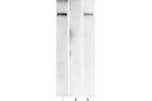SARS-CoV-2 Spike Antibody (AM004414) tested by Western blot. (Recombinant SARS-CoV-2 Spike antibody)