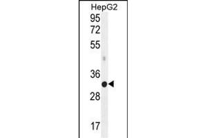 MED6 Antibody (C-term) (ABIN656028 and ABIN2845402) western blot analysis in HepG2 cell line lysates (35 μg/lane). (MED6 antibody  (C-Term))