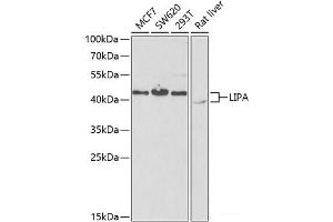 Western blot analysis of extracts of various cell lines using LIPA Polyclonal Antibody at dilution of 1:1000. (Lipase A antibody)