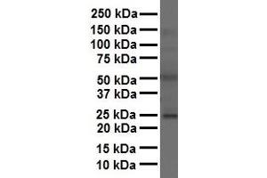 WB Suggested Anti-FOLR1 antibody Titration: 1 ug/mL Sample Type: Human liver (FOLR1 antibody  (Middle Region))