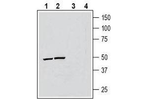 Western blot analysis of human THP-1 monocytic leukemia cell line lysate (lanes 1 and 3) and mouse BV-2 microglia cell line lysate (lanes 2 and 4): - 1, 2. (ATP6AP2 antibody  (Extracellular, N-Term))