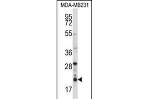 HIST1H1D Antibody (Center) (ABIN657667 and ABIN2846660) western blot analysis in MDA-M cell line lysates (35 μg/lane). (Histone H1.3 antibody  (AA 135-164))