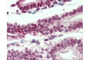 Anti-LMNB1 / Lamin B1 antibody IHC staining of human uterus. (Lamin B1 antibody  (AA 526-537))