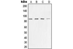 Western blot analysis of Ku80 expression in HeLa (A), A673 (B), A549 (C), COS7 (D) whole cell lysates. (XRCC5 antibody  (C-Term))