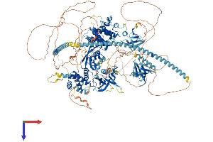 Pleckstrin Homology Domain Containing, Family H (With MyTH4 Domain) Member 2 (PLEKHH2) (AA 1-1491) protein (His tag)