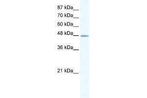 DMAP1 antibody (20R-1081) used at 0. (DMAP1 antibody  (N-Term))