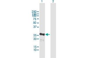 MIS12 antibody  (AA 1-205)