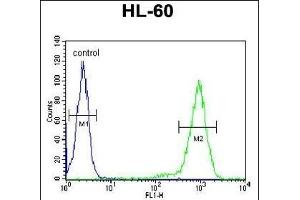 SIA8C Antibody (C-term) (ABIN651785 and ABIN2840398) flow cytometric analysis of HL-60 cells (right histogram) compared to a negative control cell (left histogram). (ST8SIA3 antibody  (C-Term))