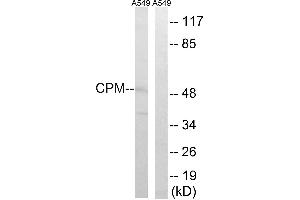 Western blot analysis of extracts from A549 cells, using CPM antibody. (CPM antibody)