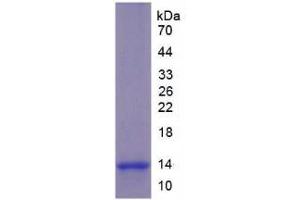 SDS-PAGE analysis of Mouse Chorionic Gonadotropin alpha Polypeptide Protein.