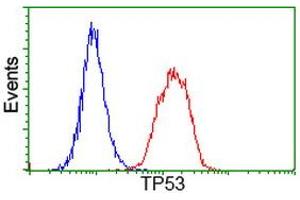 Image no. 6 for anti-Tumor Protein P53 (TP53) antibody (ABIN1499968) (p53 antibody)