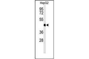 Western blot analysis of HFE2 / Hemojuvelin Antibody (C-term) in HepG2 cell line lysates (35ug/lane). (HFE2 antibody  (C-Term))