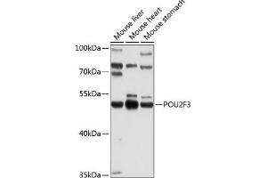 Western blot analysis of extracts of various cell lines, using POU2F3 Antibody (ABIN6131135, ABIN6145982, ABIN6145983 and ABIN6214169) at 1:1000 dilution. (POU2F3 antibody  (AA 1-180))