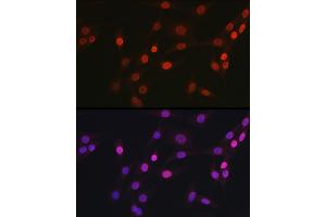 Immunofluorescence analysis of NIH/3T3 cells using OGT Rabbit pAb (ABIN3022707, ABIN3022708, ABIN3022709 and ABIN6219152) at dilution of 1:100 (40x lens).