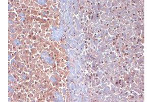 CASPR2 Immunohistochemistry. (CNTNAP2 antibody  (Extracellular Domain))