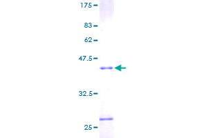 SDS-PAGE (SDS) image for Ribonuclease, RNase A Family, 4 (RNASE4) (AA 1-147) protein (GST tag) (ABIN1318152)