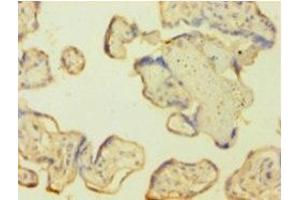 Immunohistochemistry of paraffin-embedded human placenta tissue using ABIN7146925 at dilution of 1:100 (Caspase 1 antibody  (AA 120-269))
