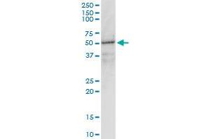 GNAI1 monoclonal antibody (M01), clone 2B8-2A5.