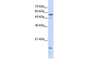 Western Blotting (WB) image for anti-Karyopherin alpha 2 (RAG Cohort 1, Importin alpha 1) (KPNA2) antibody (ABIN2459793) (KPNA2 antibody)