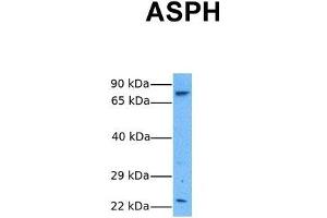 Host:  Rabbit  Target Name:  ASPH  Sample Tissue:  Human 293T  Antibody Dilution:  1. (Aspartate beta Hydroxylase antibody  (N-Term))