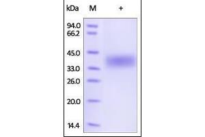 SDS-PAGE (SDS) image for Folate Receptor 1 (Adult) (FOLR1) (AA 25-233) protein (Strep Tag) (ABIN2181115) (FOLR1 Protein (AA 25-233) (Strep Tag))