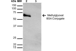 Western Blot analysis of Methylglyoxal-BSA Conjugate showing detection of 67 kDa Methylglyoxal-BSA using Mouse Anti-Methylglyoxal Monoclonal Antibody, Clone 9F11 . (Methylglyoxal (MG) antibody (Biotin))