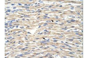 Image no. 1 for anti-CDKN2A Interacting Protein (CDKN2AIP) (AA 470-519) antibody (ABIN1100739) (CDKN2AIP antibody  (AA 470-519))