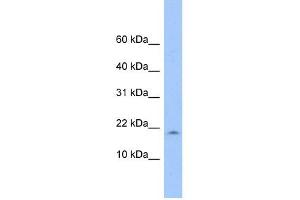 LOC285033 antibody used at 1 ug/ml to detect target protein. (LOC285033 antibody  (N-Term))