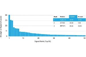 Analysis of Protein Array containing more than 19,000 full-length human proteins using Cyclin D1 Mouse Monoclonal Antibody (CCND1/2593). (Cyclin D1 antibody)