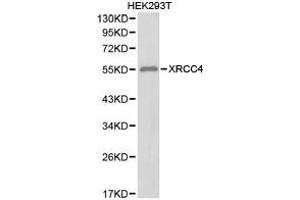 Western Blotting (WB) image for anti-X-Ray Repair Complementing Defective Repair in Chinese Hamster Cells 4 (XRCC4) antibody (ABIN1875367) (XRCC4 antibody)