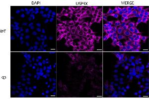 anti-Ubiquitin Specific Peptidase 9, X-Linked (USP9X) antibody