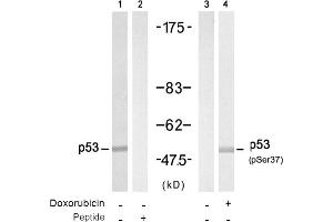 Image no. 1 for anti-Tumor Protein P53 (TP53) (pSer37) antibody (ABIN319217) (p53 antibody  (pSer37))