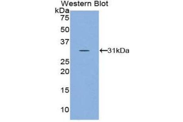 SOD4 antibody  (AA 17-270)