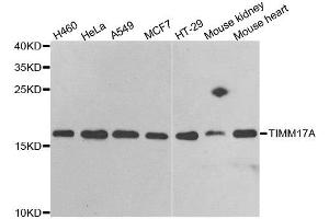 Western blot analysis of extracts of various cell lines, using TIMM17A antibody. (TIMM17A antibody)