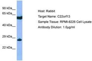 Image no. 1 for anti-Guanylyl Cyclase Domain Containing 1 (GUCD1) (AA 81-130) antibody (ABIN6750697) (C22orf13 antibody  (AA 81-130))