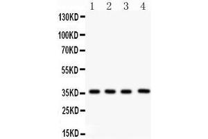 Anti- PBK Picoband antibody, Western blotting All lanes: Anti PBK  at 0. (PBK antibody  (AA 71-322))