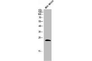 Western Blot analysis of MDA-MB-435 cells using GAS3 Polyclonal Antibody (PMP22 antibody  (C-Term))