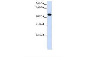Image no. 1 for anti-Makorin Ring Finger Protein 2 (MKRN2) (AA 326-375) antibody (ABIN6738062) (MKRN2 antibody  (AA 326-375))