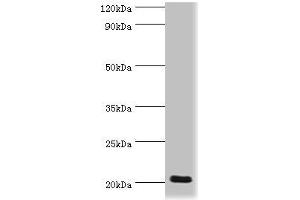 Western blot All lanes: Prion-like protein doppel antibody at 2 μg/mL + Mouse spleen tissue Secondary Goat polyclonal to rabbit IgG at 1/10000 dilution Predicted band size: 20 kDa Observed band size: 20 kDa (PRND antibody  (AA 20-160))