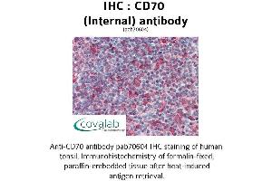 Image no. 2 for anti-CD70 Molecule (CD70) (Internal Region) antibody (ABIN1732875) (CD70 antibody  (Internal Region))