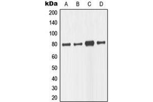 Western blot analysis of TAU expression in SKNSH (A), mouse brain (B), U87MG (C), SHSY5Y (D) whole cell lysates. (tau antibody  (C-Term))