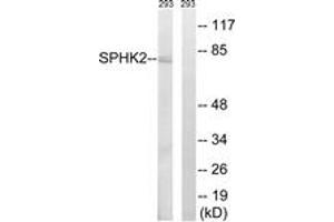 Western blot analysis of extracts from 293 cells, using SPHK2 (Ab-614) Antibody.