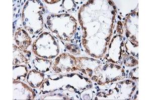 Immunohistochemical staining of paraffin-embedded Kidney tissue using anti-PTPRE mouse monoclonal antibody. (PTPRE antibody)