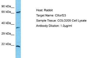 Host: Rabbit Target Name: CXorf23 Sample Type: COLO205 Whole cell lysates Antibody Dilution: 1. (CXORF23 antibody  (N-Term))