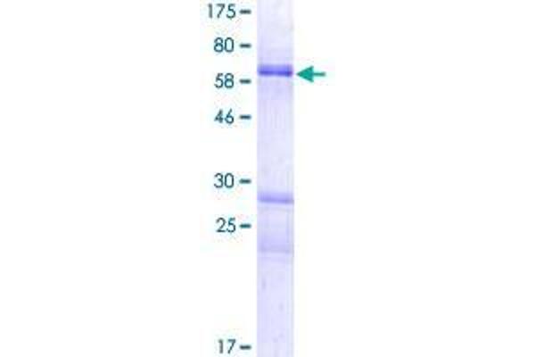 DOK6 Protein (AA 1-331) (GST tag)