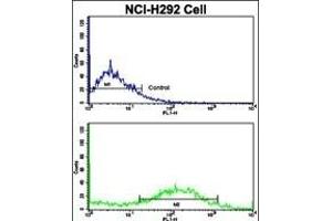 Flow cytometric analysis of NCI- cells using Calponin-1 Antibody (N-term)(bottom histogram) compared to a negative control cell (top histogram). (CNN1 antibody  (N-Term))