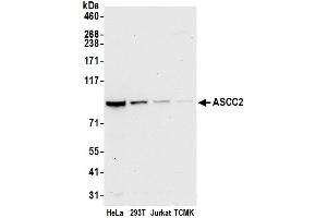 anti-Activating Signal Cointegrator 1 Complex Subunit 2 (ASCC2) (AA 707-757) antibody